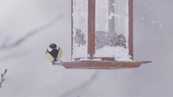 Great tit on a bird feeder takes off during snowy winter in Sweden, slow motion