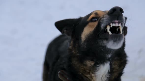 Barking Enraged Angry Dog Outdoors