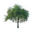 tree isolated - PhotoDune Item for Sale