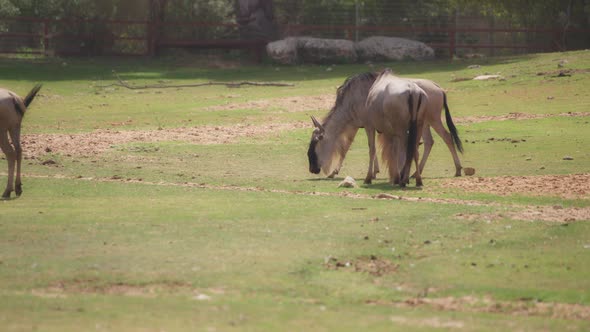 Wildebeests walking on grassy meadow