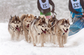 Husky Dog Sled Race - PhotoDune Item for Sale