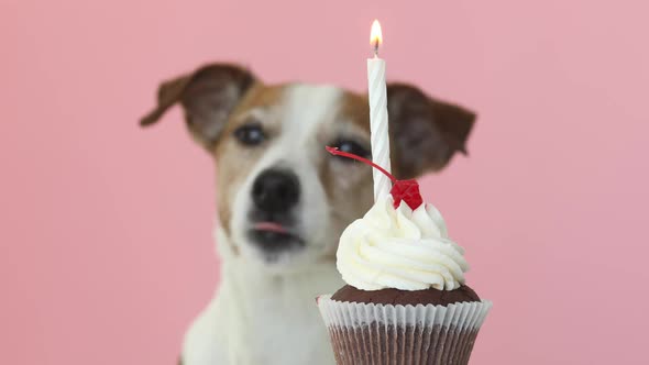 Jack Russell Dog Look at Candle in Cake