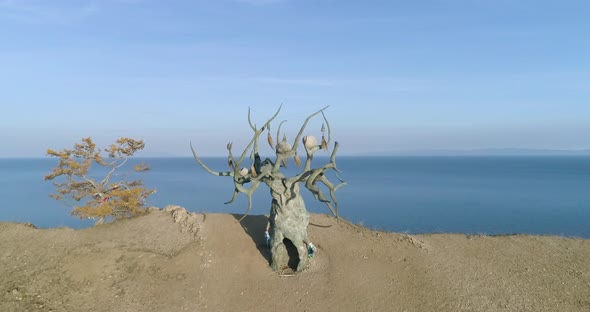 Lake Baikal landscape Iconic landmark - Baikal Keeper Tree Tranquil