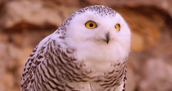 Snowy Owl Bubo Scandiacus Is a Large, White Owl of the True Owl Family