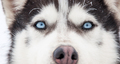 Husky Dog Portrait - PhotoDune Item for Sale