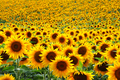 Sunflower Field - PhotoDune Item for Sale