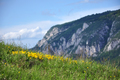 Yellow Spring Flowers in the Mountains - PhotoDune Item for Sale