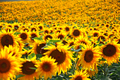 Background of Sunflower Field - PhotoDune Item for Sale