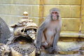Monkey at the Monkey Temple. Swayambhunath, Nepal - PhotoDune Item for Sale