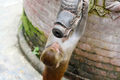 Monkey Drinking from a Public Fountain. Swayambunath Temple, Nepal - PhotoDune Item for Sale