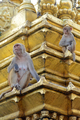 Two Macaques on the Top of Chorten in Swayambhunath, Kathmandu, Nepal - PhotoDune Item for Sale