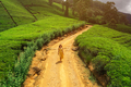 Aerial View Walk of Woman Traveler Among Green Tea Terraces in Mountains in Nuwara Eliya, Sri Lanka - PhotoDune Item for Sale