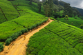 Green Tea Terraces in Mountains with Woman Traveler in Nuwara Eliya, Sri Lanka - PhotoDune Item for Sale