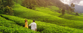 Aerial Drone View of Walking Couple of Travelers on Green Tea Plantations - PhotoDune Item for Sale