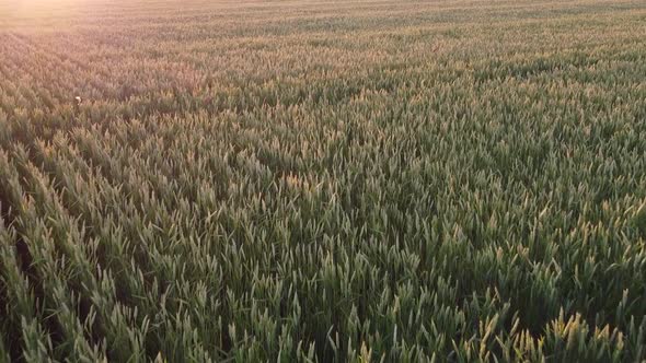 Birds Feed on Wheat Grain in the Field Destroying the Crop By Birds