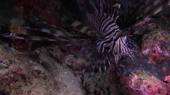 Common Lionfish (Pterois volitans) facing camera close up at night