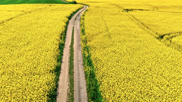 Country road and yellow rape field in Poland.