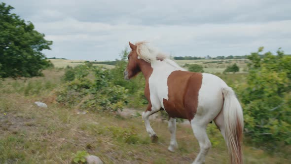 Wild Horse Walking In Countryside