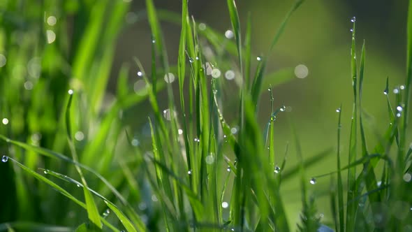 Rich Green Grass with Drops of Dew on It Waving in the Wind. Close-up Shot, FHD