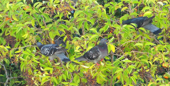 Pigeons in a Tree