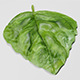 Basil Leaf 3d Model - 3DOcean Item for Sale