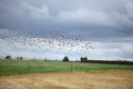 flight of starlings on Wheat field in countryside early in the morning - PhotoDune Item for Sale