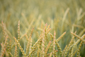 Close up view on Wheat field in countryside early in the morning - PhotoDune Item for Sale