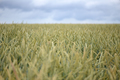 Close up view on Wheat field in countryside early in the morning - PhotoDune Item for Sale