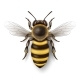 Vector 3d Realistic Detailed Honey Bee Icon - GraphicRiver Item for Sale