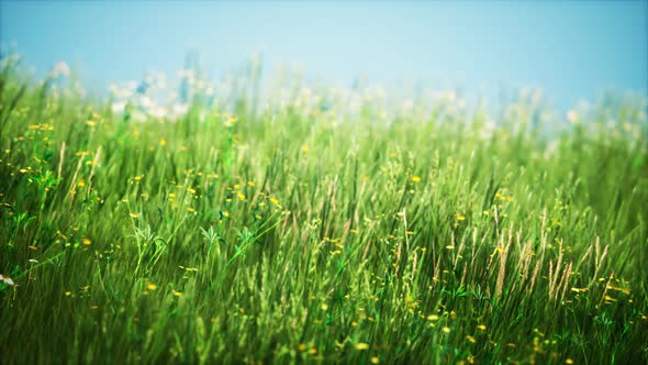 Field with Green Grass and Wild Flowers at Sunset