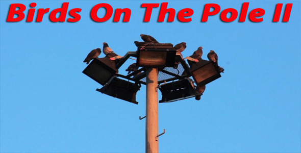 Birds On The Pole II