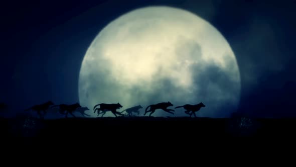 Pack Of Wolves Running On A Full Moon Night