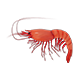 Shrimp 3d Model - 3DOcean Item for Sale