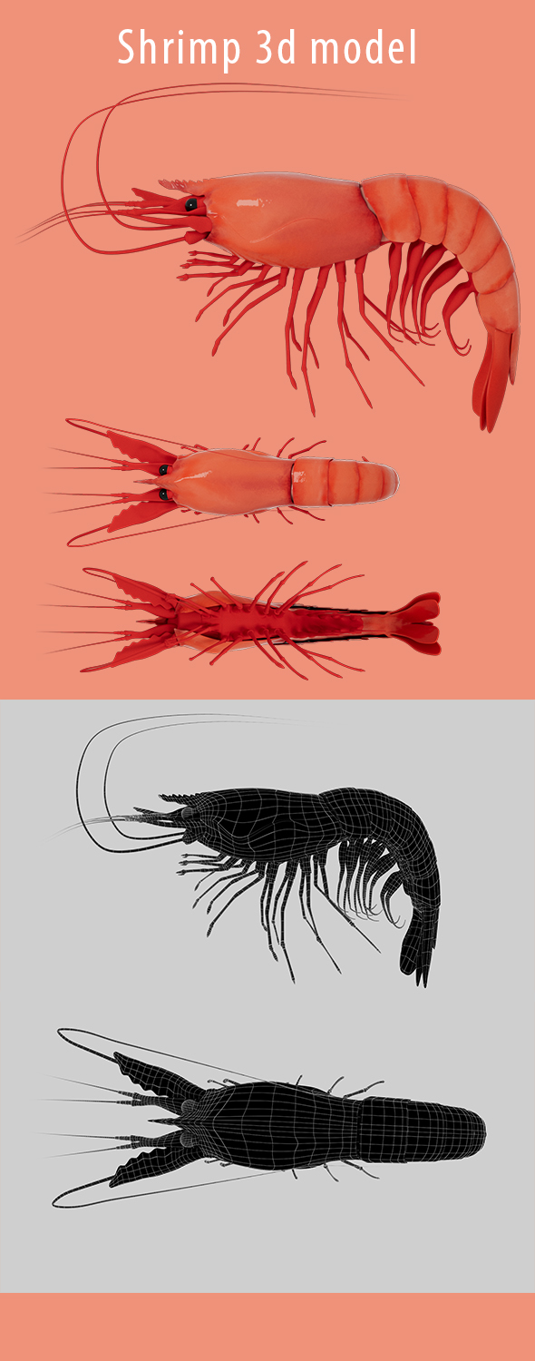 Shrimp 3d Model