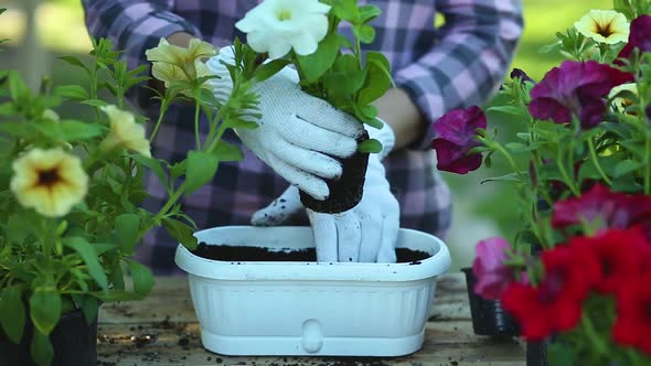 Woman Hand Planting Flowers Petunia, Gardener with Flower Pots Tools.