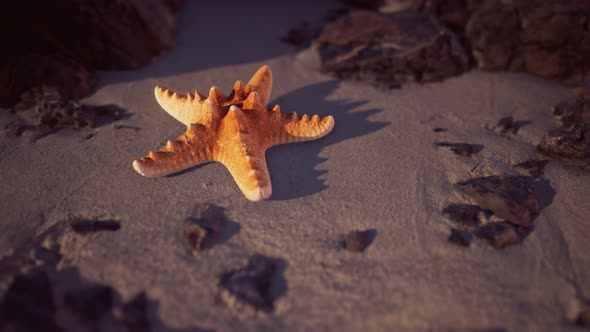 Starfish on Sandy Beach at Sunset