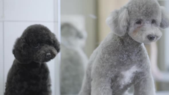 Two Small Dogs in Pet Grooming Salon. Adorable Dog in Barber Pet.