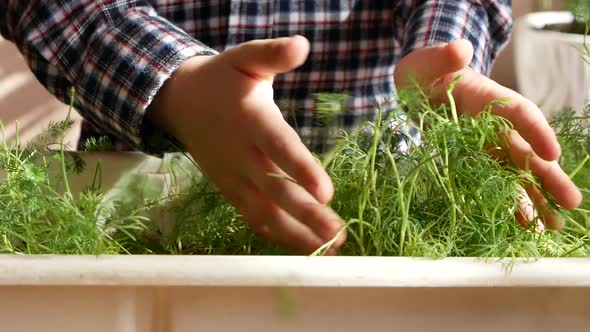 The child's hands touch the greens grown at home in a flower pot.