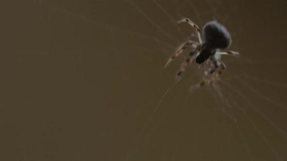 Spider Weaves a Web