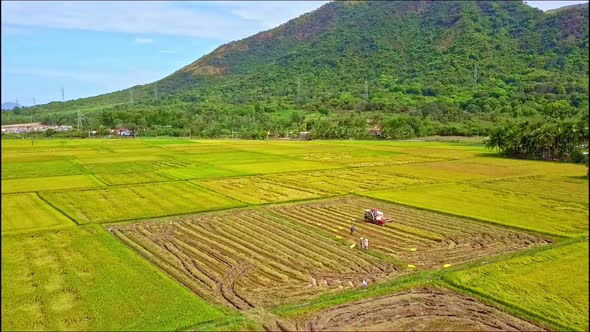 Drone Flies Over Tractor Reaping Harvest on Rice Field