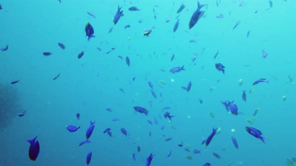 Tropical Fish in the Blue Ocean. Leyte, Philippines