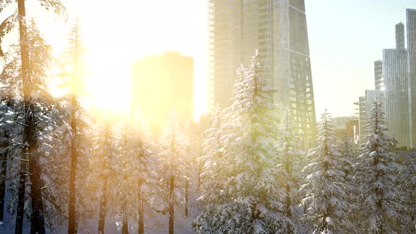 Sity and Forest in Snow at Sunrise