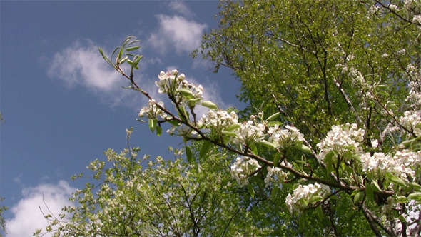 Apple Blossom