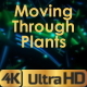 Moving Through Space Plants - VideoHive Item for Sale