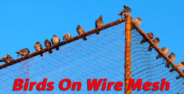 Birds On The Wire Mesh