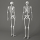 Human Skeleton Caucasian 3D model - 3DOcean Item for Sale