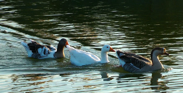 Duck Family And Swans In The Lake