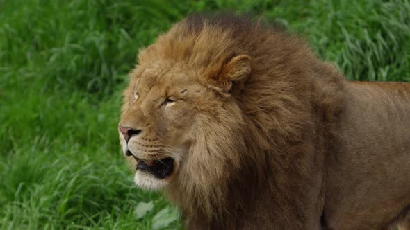 male lion with scars slow motion