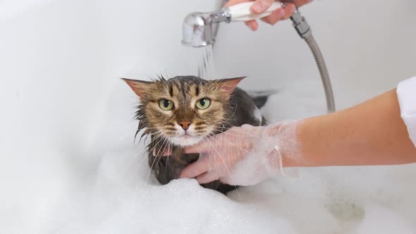 A wet fluffy cat is watered from a shower head in the bathroom