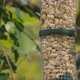 Tits on bird feeder - VideoHive Item for Sale